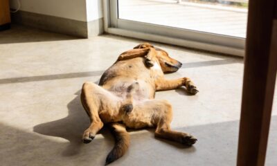 O que significa quando o cachorro dorme de barriga para cima