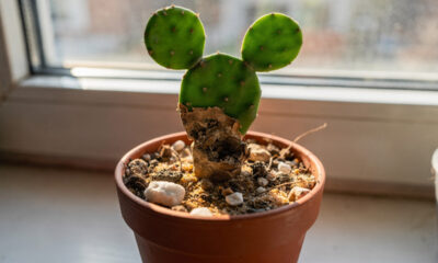 Cacto-orelha-de-mickey estava apodrecendo e se recuperou com um detalhe importante