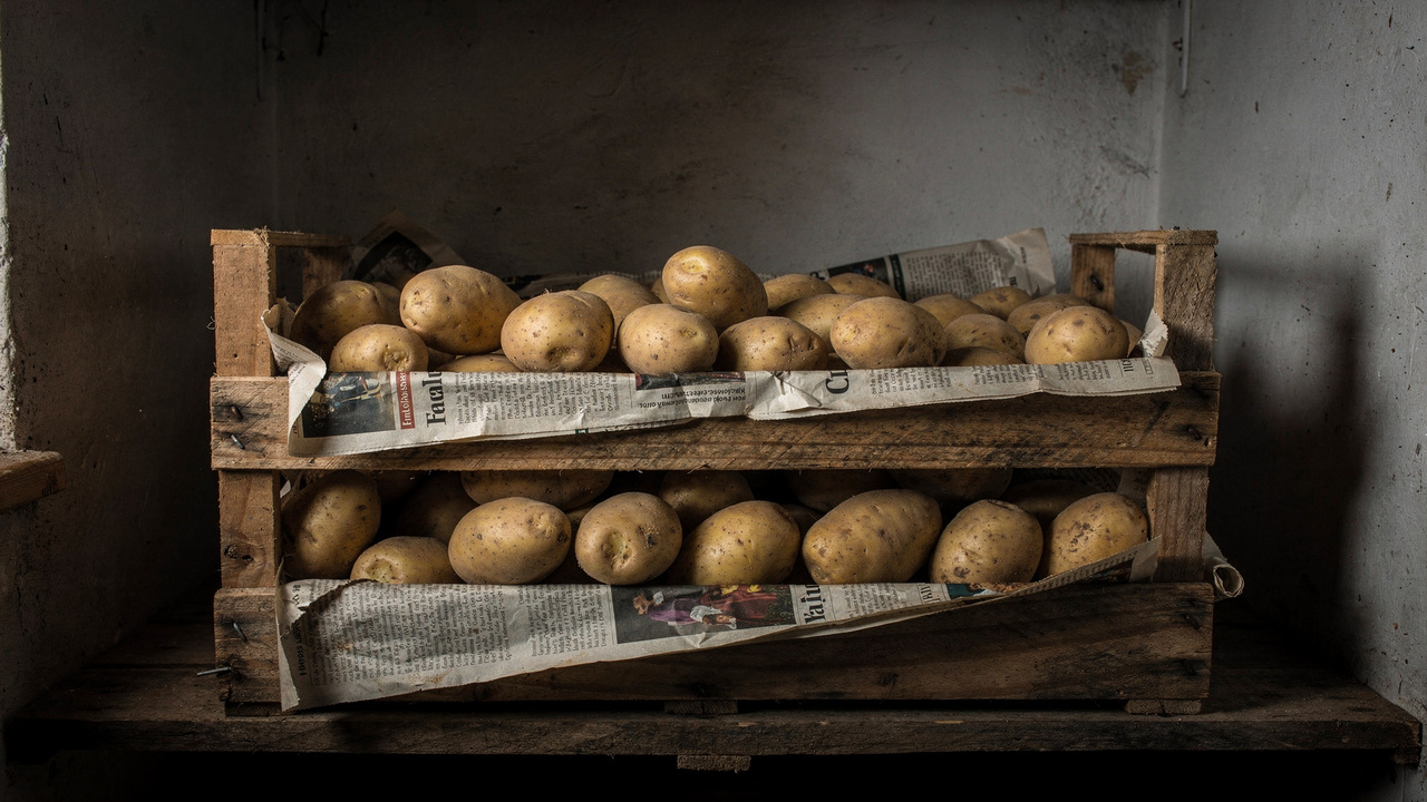 Adeus batata brotando e mole: o jeito certo de guardar para durar muito mais sem cheiro ruim