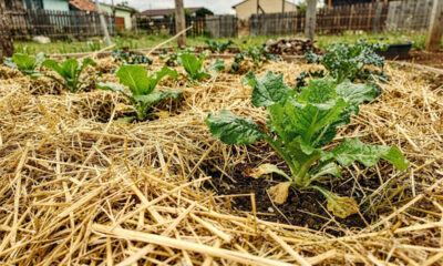 Parar de cavar o solo pode ser o segredo para colheitas mais abundantes
