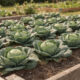 Como plantar repolho no canteiro da forma certa e colher cabeças grandes e firmes
