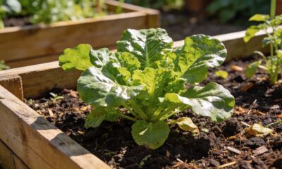 Como salvar um canteiro elevado onde nada cresce sem recomeçar do zero