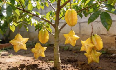 Como plantar carambola do jeito certo e ter uma árvore saudável e cheia de frutos