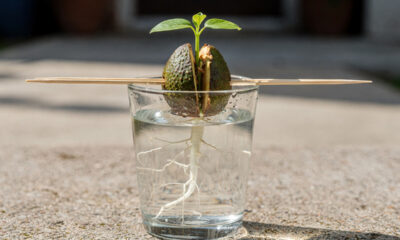 Como plantar abacate da forma mais fácil e rápida com um passo a passo que realmente funciona