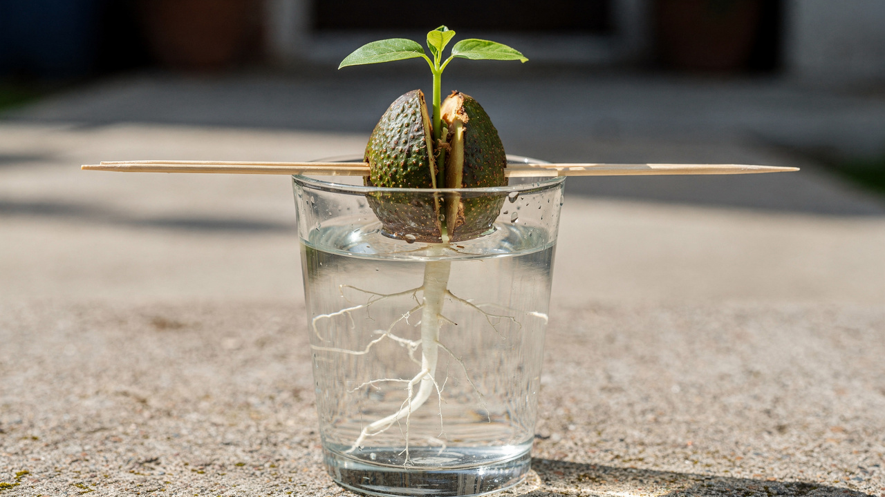 Como plantar abacate da forma mais fácil e rápida com um passo a passo que realmente funciona