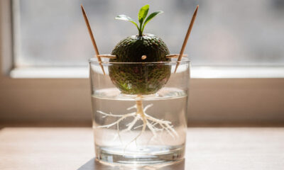 Como plantar abacate em casa de forma simples e sem complicação