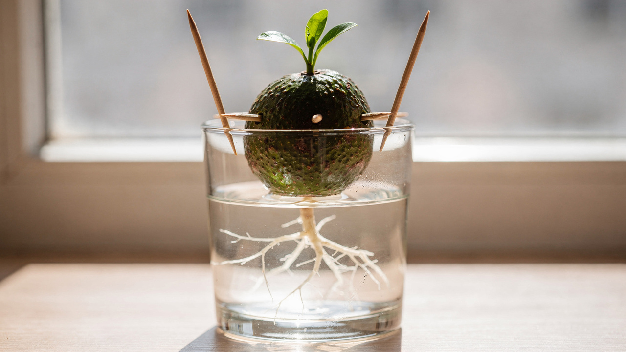 Como plantar abacate em casa de forma simples e sem complicação