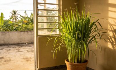 6 plantas que afastam mosquitos e aguentam bem locais úmidos