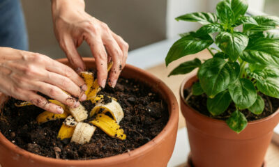 Não jogue fora casca de banana: 3 usos simples em casa que economizam e reduzem lixo sem esforço