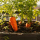 Como plantar cenoura em vaso e colher mais de 1 kg em apenas 90 dias