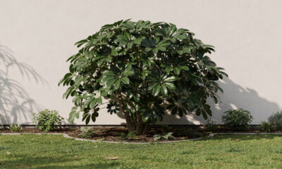 Cheflera para jardins e interiores e por que ela é tão usada em projetos de paisagismo