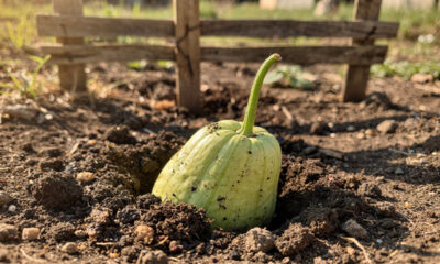 Como plantar chuchu da forma mais fácil do mundo e colher sem esforço