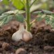 Poucas pessoas sabem o que significa e qual a finalidade de colocar dentes de alho ao redor das plantas do jardim