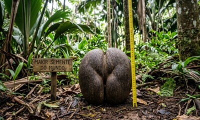 Pesando até 30 quilos e medindo quase 50 centímetros, essa é a maior semente do planeta