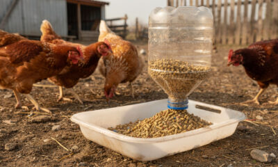 Garrafas vazias podem virar solução prática na sua criação