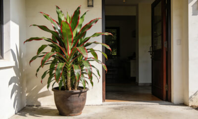 Conheça 7 lindas dracenas para deixar o seu jardim mais bonito e valorizado