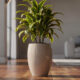 4 Tipos de dracena para ambientes internos que se adaptam bem ao dia a dia