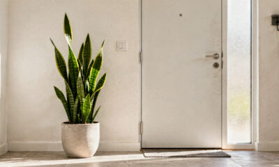 Plantas que atraem sorte e boas energias em casa: quais escolher e onde colocar para sentir a diferença