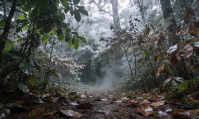 O cheiro do mato muda no inverno e muita gente percebe isso sem saber o motivo