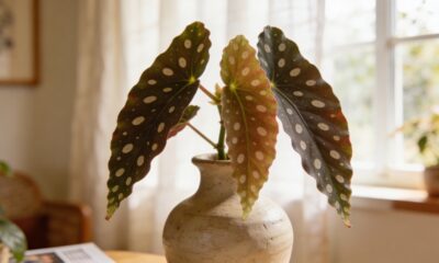 Begônia asa de anjo une beleza marcante e um sentido especial de cuidado