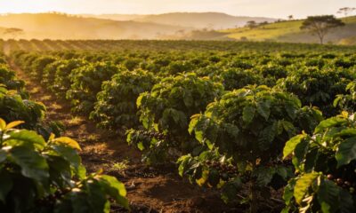 Qual o significado da palavra "cafezal" e qual sua relação com café
