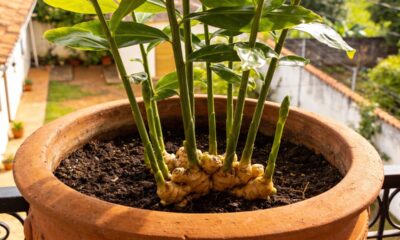 Plantar gengibre em vaso rende colheitas repetidas com cuidados simples