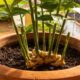 Plantar gengibre em vaso rende colheitas repetidas com cuidados simples