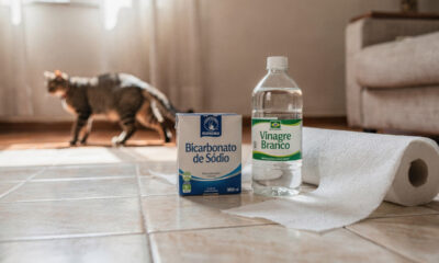 Como eliminar o cheiro de urina de gato em casa com um método simples e eficaz