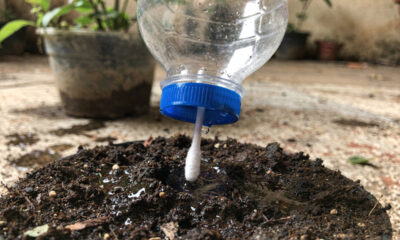 Insira cotonetes na tampa e economize na irrigação das plantas