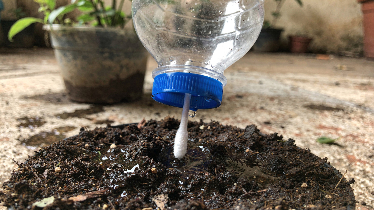Insira cotonetes na tampa e economize na irrigação das plantas