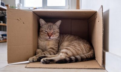 O segredo das caixas que muda o humor do gato em minutos e ainda reduz brigas em casa