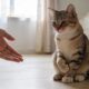 Ele levou um susto com você: veja como pedir desculpa ao seu gato e transformar tensão em carinho