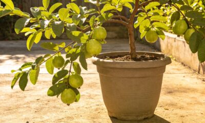 Plantar goiaba em casa pode ser mais simples do que parece quando o método é correto