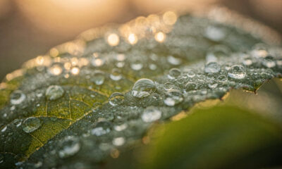 Gotas se formam do nada em certas condições e chamam atenção