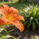 Hemerocallis virou símbolo de recomeços e aparece em momentos marcantes da vida