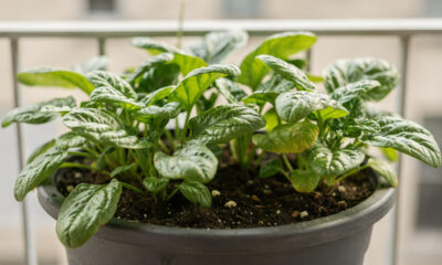 Como plantar espinafre em vaso corretamente e colher folhas bonitas em pouco tempo
