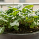 Como plantar espinafre em vaso corretamente e colher folhas bonitas em pouco tempo