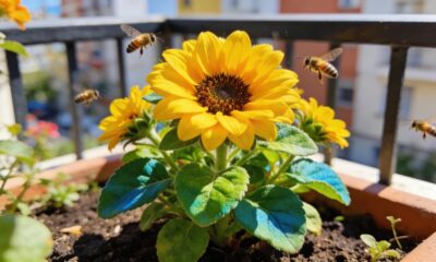 Essa flor de jardim afasta pulgões, atrai abelhas e deixa o quintal mais vivo
