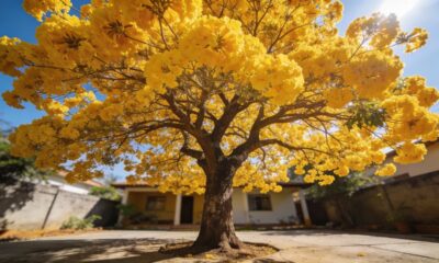 Do esquecimento ao céu, a história do meu ipê-amarelo gigante