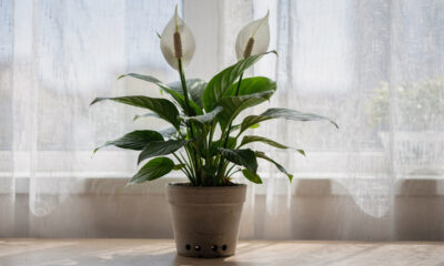 Adeus lírio-da-paz sem flor: esse é o ajuste de luz e rega que destrava a floração dentro de casa