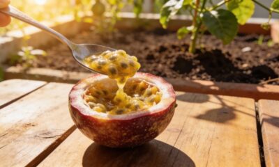 Plantar maracujá pela semente pode render flores bem mais rápido