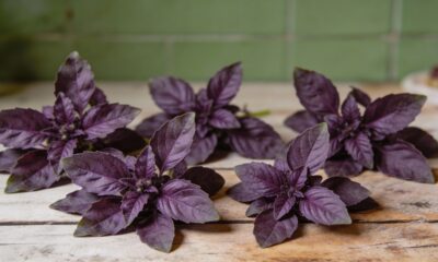 Essa erva deixa massas verdes naturalmente e lembra sabor suave de ervilha
