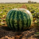 Quem planta melancia com atenção colhe frutos melhores e mais saborosos