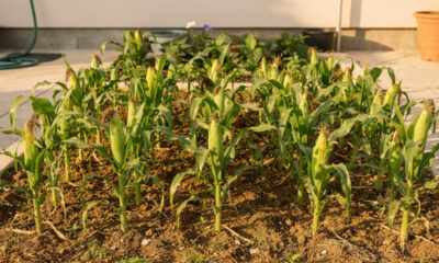 Como plantar milho no quintal de forma simples e fácil, mesmo em hortas pequenas