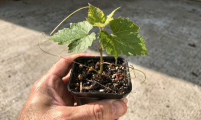 Como plantar uva pela semente e iniciar o cultivo mesmo sem experiência