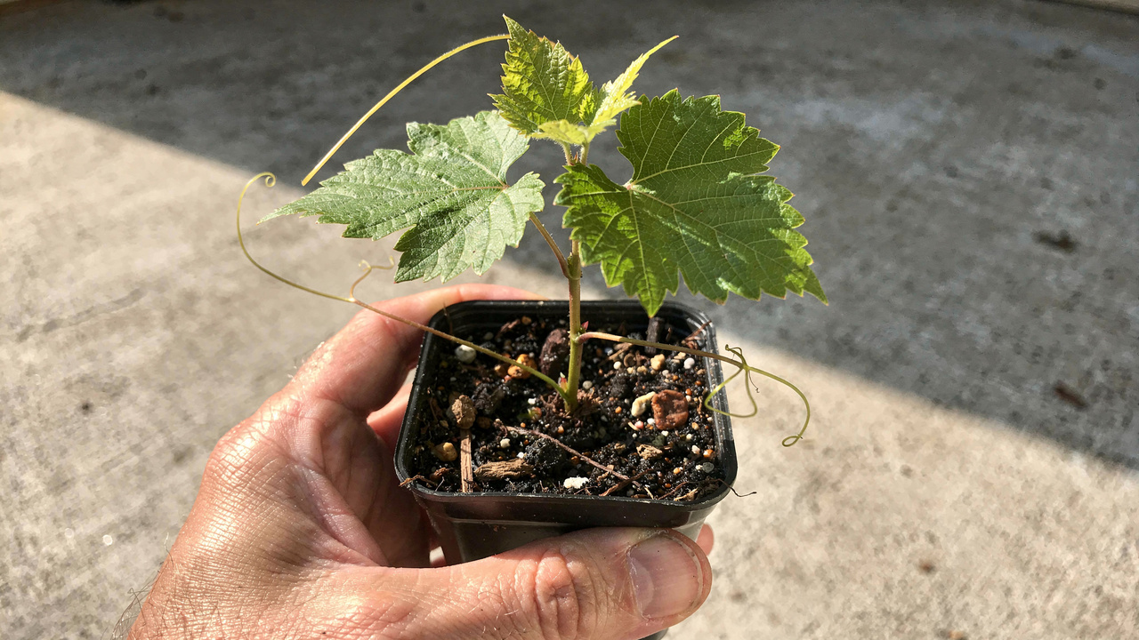 Como plantar uva pela semente e iniciar o cultivo mesmo sem experiência