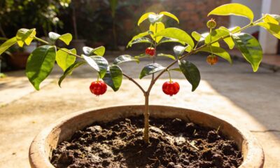 Como plantar acerola da semente de forma fácil e rápida mesmo em casa