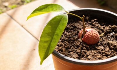 Como plantar lichia com o caroço e fazer a semente brotar mais rápido em casa