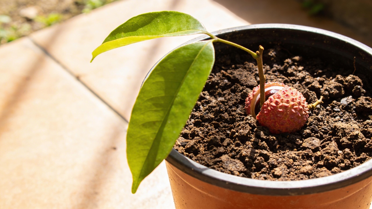 Como plantar lichia com o caroço e fazer a semente brotar mais rápido em casa
