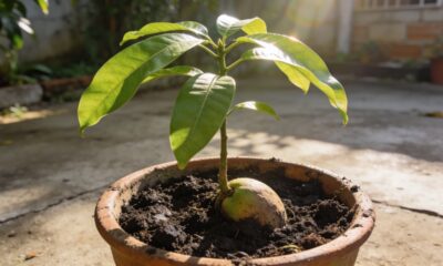 Como plantar manga do caroço de forma fácil e rápida e acompanhar todo o crescimento